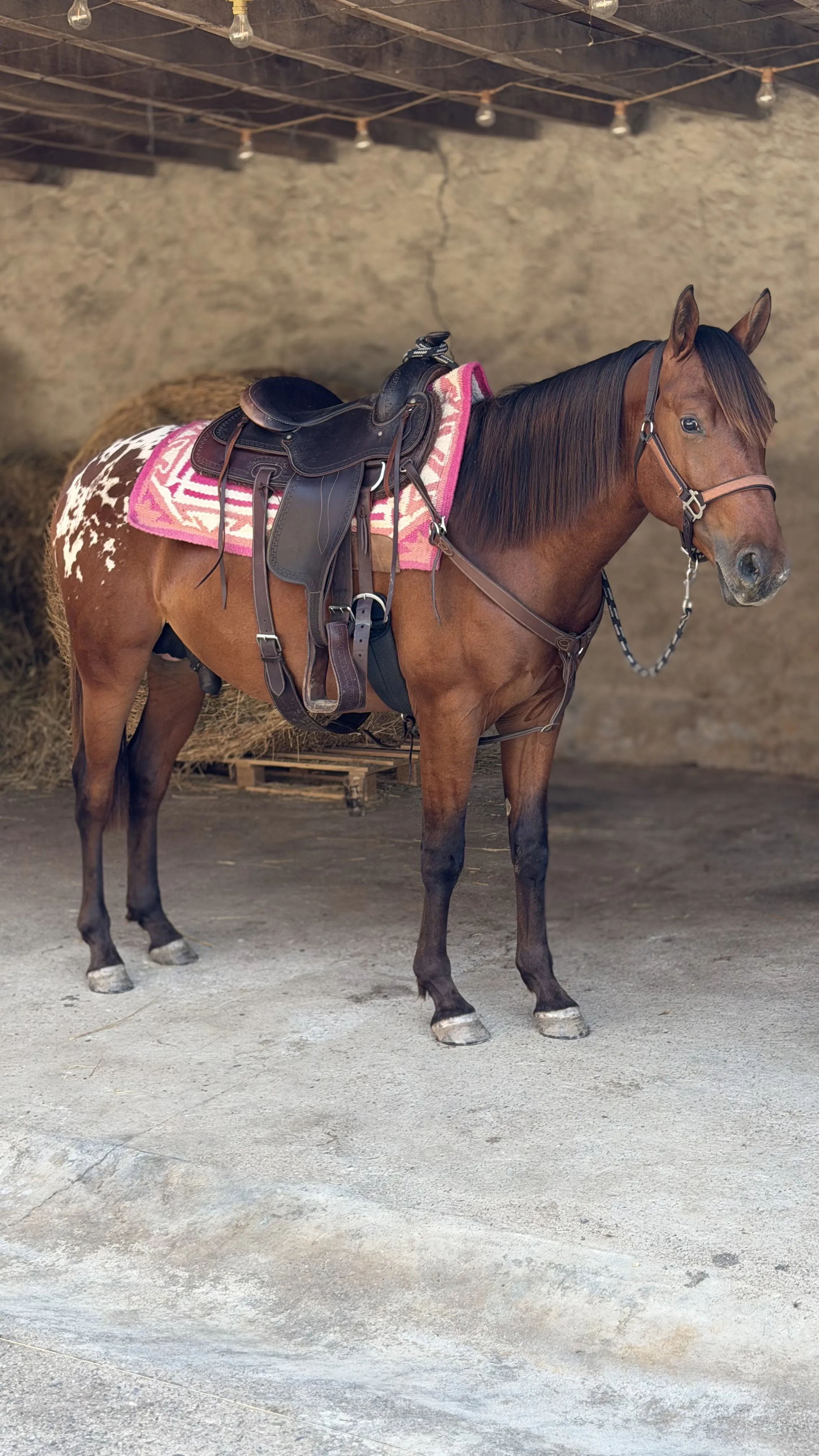 Orage, paint horse, entier